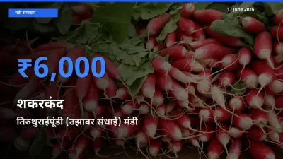 तिरुथुराईपूंडी (उझावर संधाई) मंडी में आज शकरकंद के सबसे ऊँचे दाम दर्ज