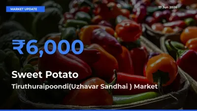 Tiruthuraipoondi(Uzhavar Sandhai ) Offers ₹6,000 – Highest Sweet Potato Rate Today