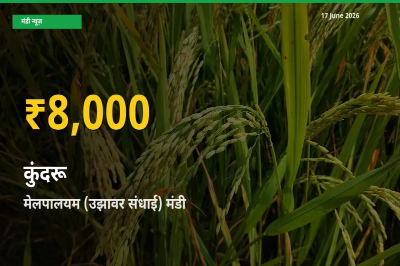कुंदरू के दामों ने बनाया नया रिकॉर्ड, मेलपालयम (उझावर संधाई) में तेज़ी