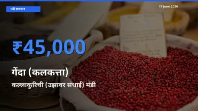 बाज़ार संकेत: कल्लाकुरिची (उझावर संधाई) बना गेंदा (कलकत्ता) के लिए आज की टॉप मंडी