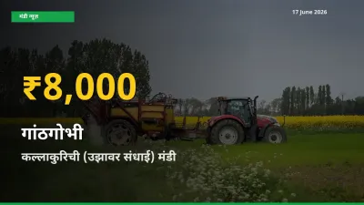 आज का मंडी भाव: कल्लाकुरिची (उझावर संधाई) में गांठगोभी सबसे ऊँचे स्तर पर