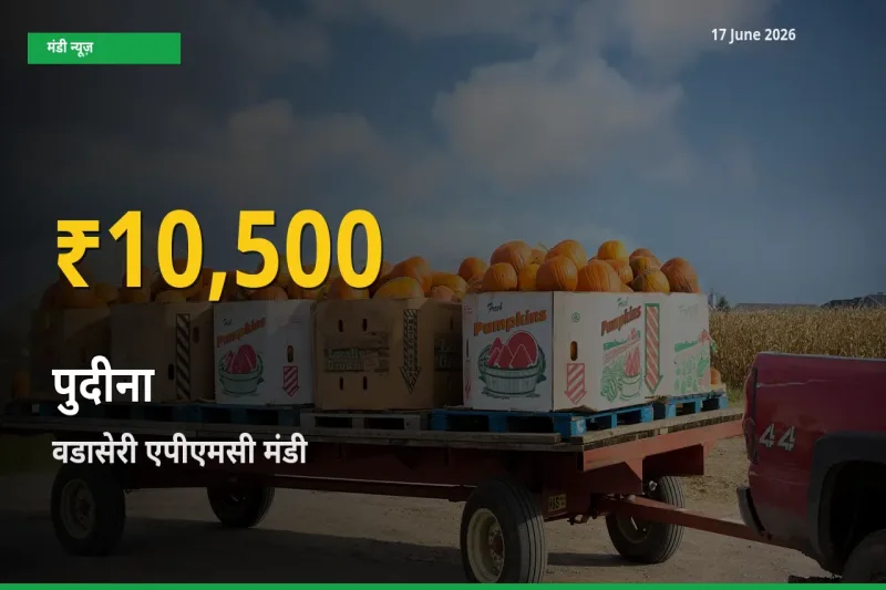 आज का मंडी भाव: वडासेरी एपीएमसी में पुदीना सबसे ऊँचे स्तर पर