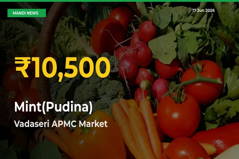 Mint(Pudina) Prices Soar to Record High in Vadaseri APMC – Farmers Alert Today