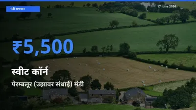 17 June अपडेट: स्वीट कॉर्न के सबसे ऊँचे दाम पेरम्बलूर (उझावर संधाई) मंडी में