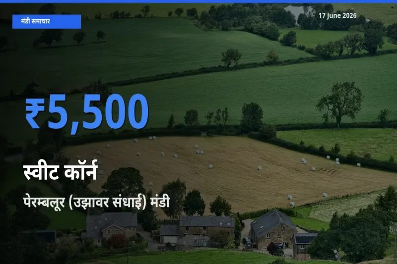 17 June अपडेट: स्वीट कॉर्न के सबसे ऊँचे दाम पेरम्बलूर (उझावर संधाई) मंडी में