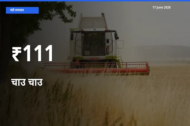 चाउ चाउ के दाम कई मंडियों में एक जैसे बदले, बाज़ार में बड़ा ट्रेंड साफ