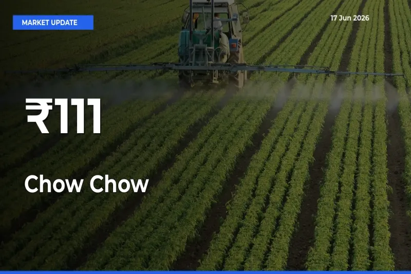 Strong Trend in Chow Chow Rates Across Multiple Mandis – What It Means for Traders