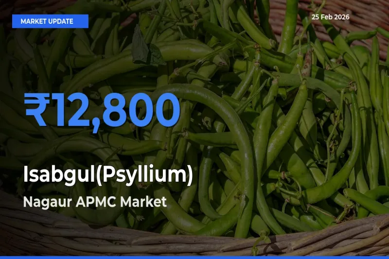 Nagaur APMC Records Highest ₹12,800 Rate for Isabgul(Psyllium)