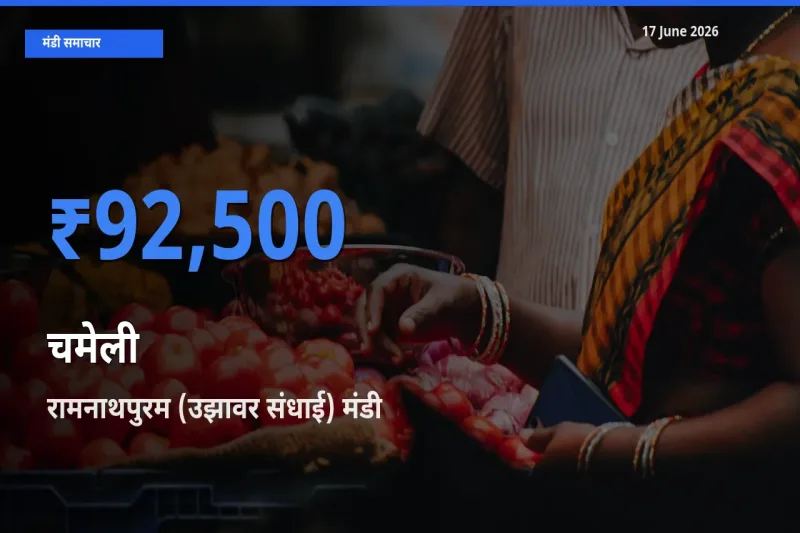 आज चमेली के सबसे ऊँचे दाम ₹92,500 रामनाथपुरम (उझावर संधाई) मंडी में