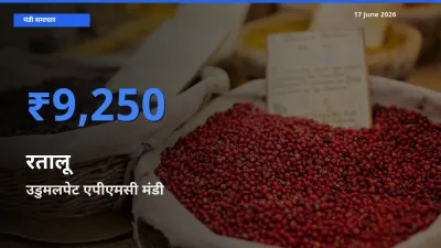 उडुमलपेट एपीएमसी में रतालू का आज सबसे ऊँचा भाव