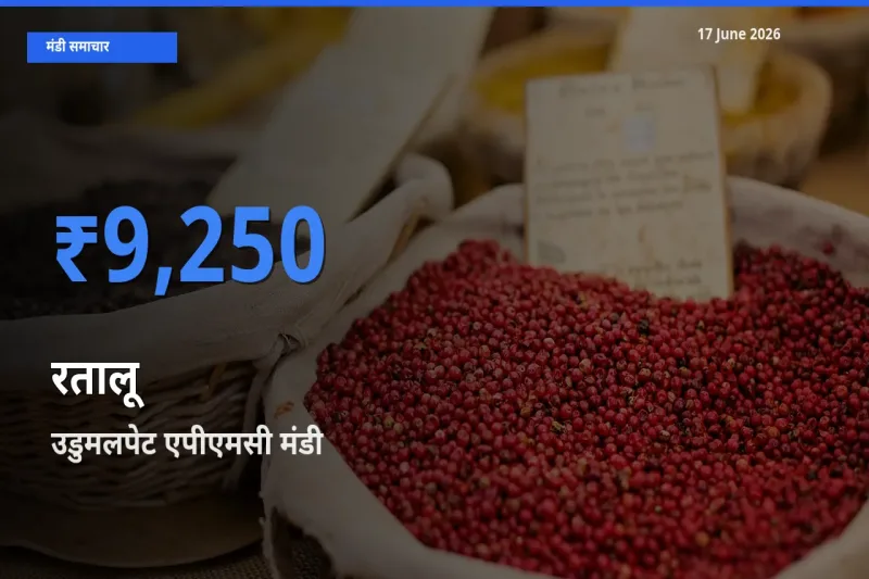 उडुमलपेट एपीएमसी में रतालू का आज सबसे ऊँचा भाव