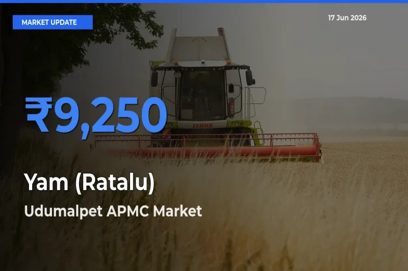 Udumalpet APMC Leads as Top Mandi for Yam (Ratalu) Prices