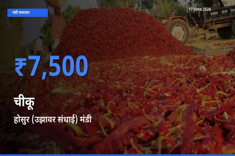 होसुर (उझावर संधाई) मंडी में आज चीकू के सबसे ऊँचे दाम दर्ज