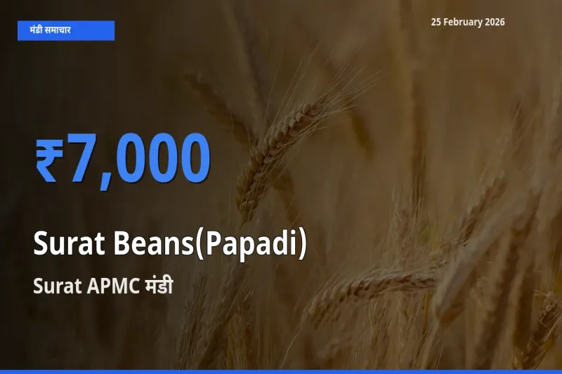 Surat APMC में Surat Beans(Papadi) का आज सबसे ऊँचा भाव