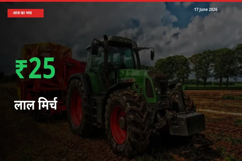 तेज़ तेजी! मंडी में लाल मिर्च के दाम 25.15% चढ़े