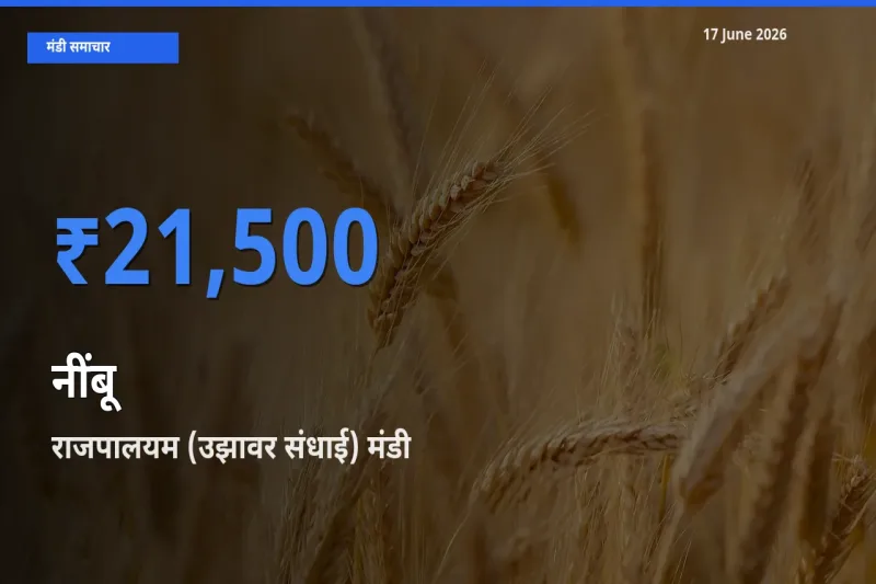 बाज़ार संकेत: राजपालयम (उझावर संधाई) बना नींबू के लिए आज की टॉप मंडी
