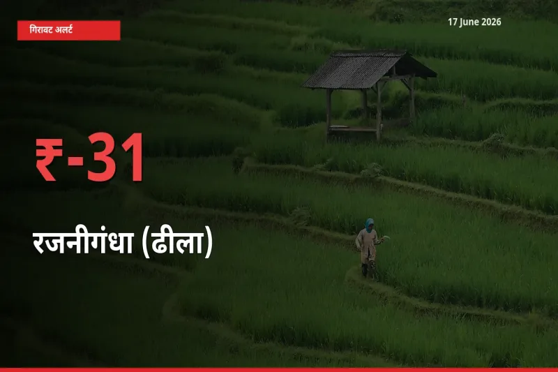 17 June अपडेट: रजनीगंधा (ढीला) के दाम मंडी में 31.17% गिरे