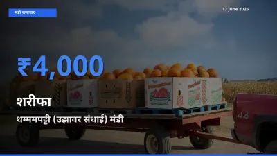 किसानों की पसंद बना थम्ममपट्टी (उझावर संधाई), शरीफा के सबसे अच्छे दाम