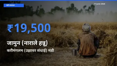 आज का मंडी भाव: जामुन (नाराले हन्नू) के सबसे ज़्यादा दाम करीमंगलम (उझावर संधाई) में
