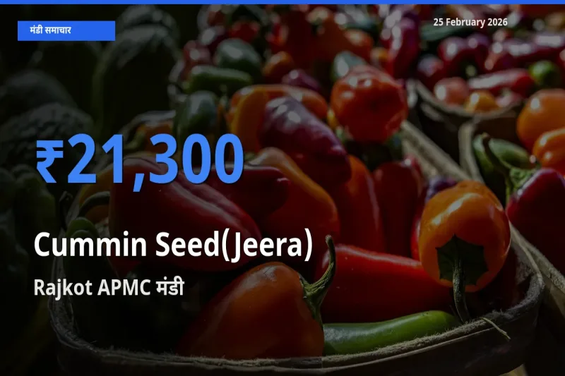 Rajkot APMC मंडी में Cummin Seed(Jeera) ₹21,300 पर पहुँचा – आज का सर्वोच्च भाव
