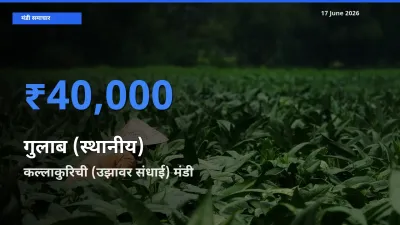टॉप मंडी बना कल्लाकुरिची (उझावर संधाई)! गुलाब (स्थानीय) के सबसे ऊँचे दाम यहीं दर्ज