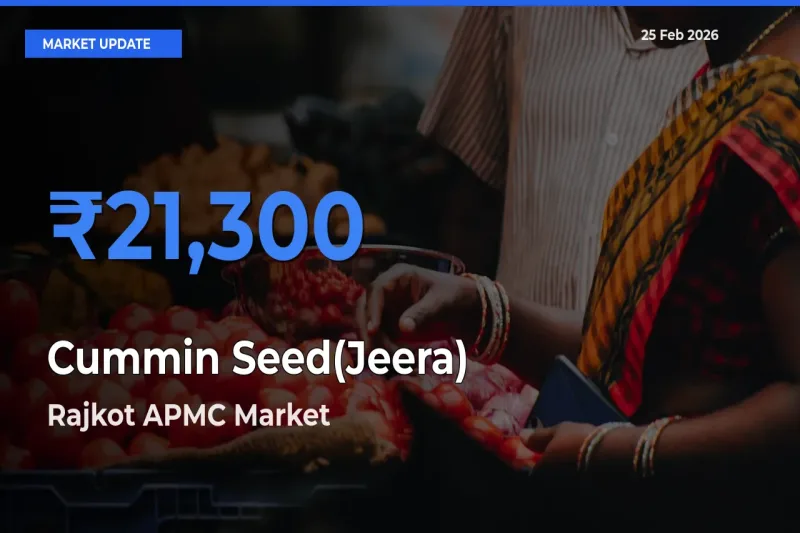 Rajkot APMC Tops Cummin Seed(Jeera) Rates – February 25 Market Update