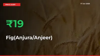 Big Rally! Fig(Anjura/Anjeer) Climbs 19.44% in 24 Hours at Top Mandis