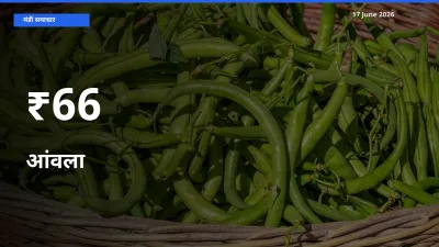 कई मंडियों में आंवला के भाव एक दिशा में, बाज़ार का रुख साफ