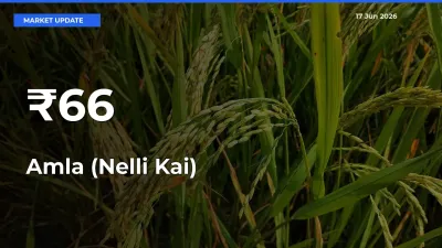Why Amla (Nelli Kai) Prices Are Moving Across Multiple Mandis Today