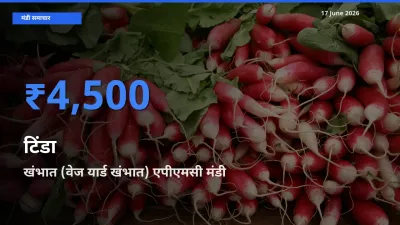 खंभात (वेज यार्ड खंभात) एपीएमसी में टिंडा का आज सबसे ऊँचा भाव
