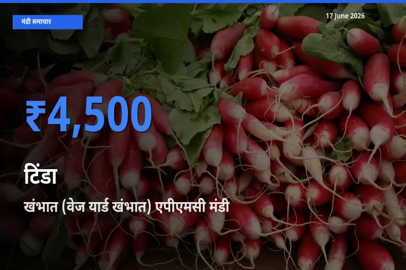 खंभात (वेज यार्ड खंभात) एपीएमसी में टिंडा का आज सबसे ऊँचा भाव