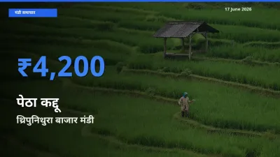 आज पेठा कद्दू के सबसे ऊँचे दाम ₹4,200 थ्रिपुनिथुरा बाजार मंडी में