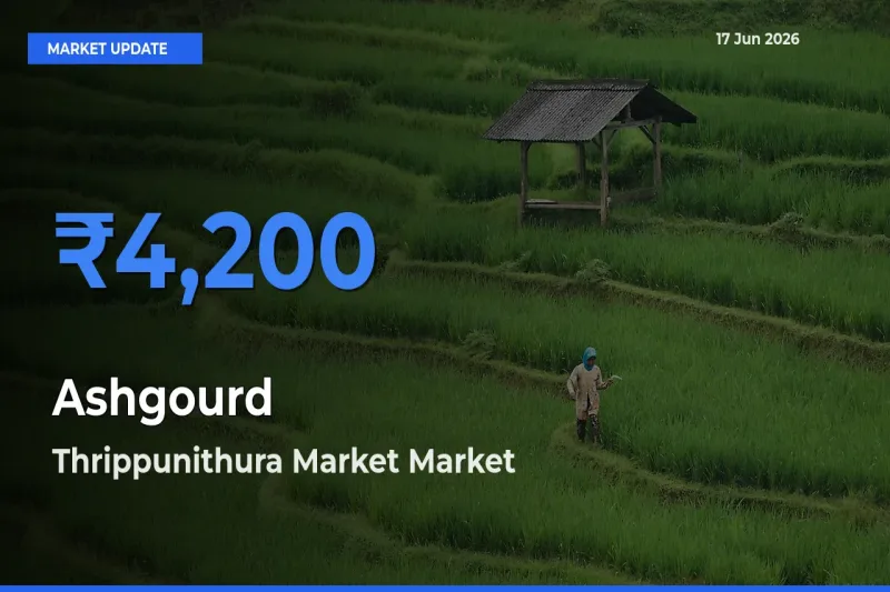 Thrippunithura Market Tops Ashgourd Mandi Rates Today