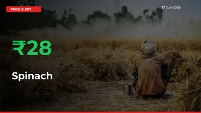 Big Rally! Spinach Climbs 27.54% in 24 Hours at Top Mandis
