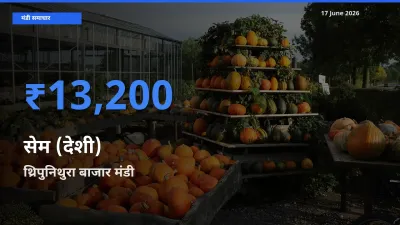 बाज़ार संकेत: थ्रिपुनिथुरा बाजार बना सेम (देशी) के लिए आज की टॉप मंडी