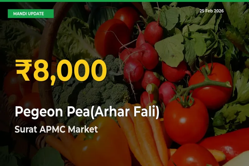 Big Jump in Pegeon Pea(Arhar Fali) Prices! Surat APMC Records New Peak Today