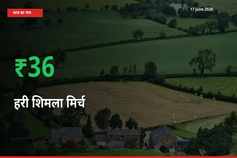 17 June अपडेट: हरी शिमला मिर्च के दाम मंडी में 35.84% उछले