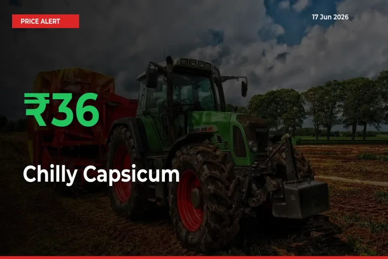 Chilly Capsicum Mandi Rate Today: Prices Jump 35.84% at Market