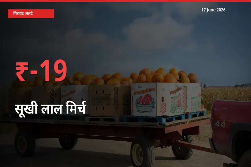 17 June अपडेट: सूखी लाल मिर्च के दाम मंडी में 19.33% गिरे