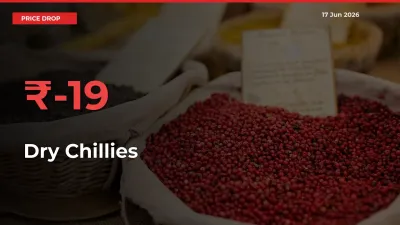 Sharp Fall! Dry Chillies Prices Plunge 19.33% in a Day at Key Mandis