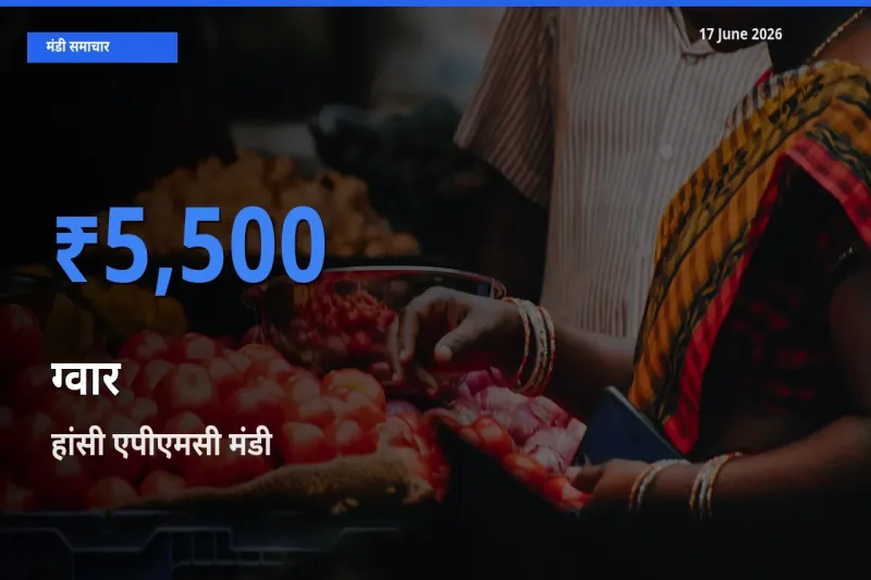 आज का मंडी भाव: ग्वार के सबसे ज़्यादा दाम हांसी एपीएमसी में