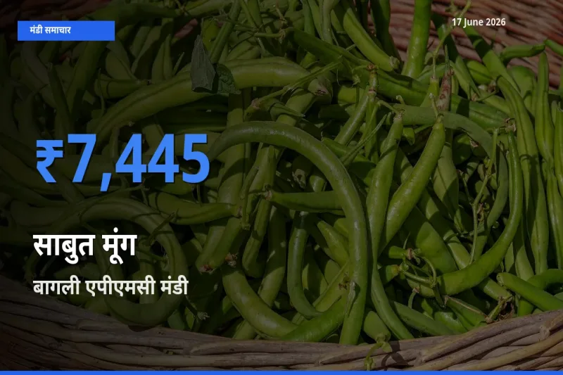 बागली एपीएमसी मंडी में साबुत मूंग ₹7,445 पर पहुँचा – आज का सर्वोच्च भाव