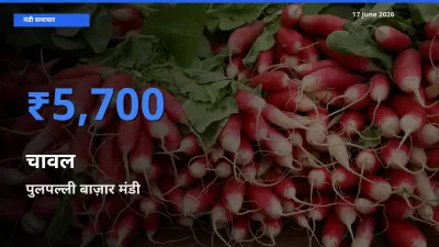 किसानों की पसंद बना पुलपल्ली बाज़ार, चावल के सबसे अच्छे दाम