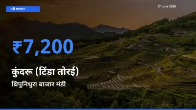 थ्रिपुनिथुरा बाजार में कुंदरू (टिंडा तोरई) का आज सबसे ऊँचा भाव