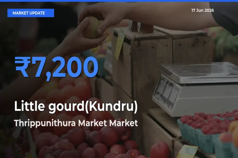 Farmers Prefer Thrippunithura Market as Little gourd(Kundru) Hits Highest Rate