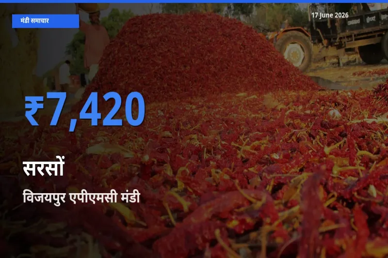 आज का मंडी भाव: सरसों के सबसे ज़्यादा दाम विजयपुर एपीएमसी में