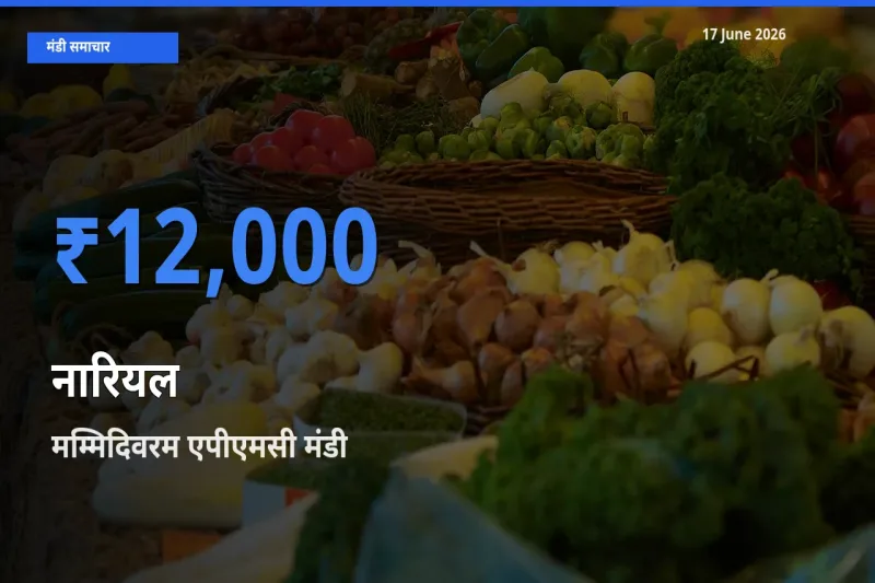 टॉप मंडी बना मम्मिदिवरम एपीएमसी! नारियल के सबसे ऊँचे दाम यहीं दर्ज