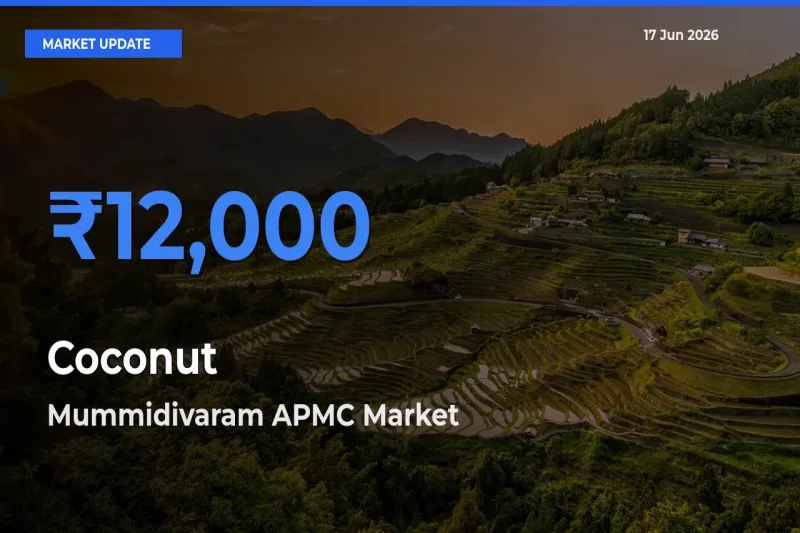 Mummidivaram APMC Emerges as Top Mandi for Coconut Prices Today