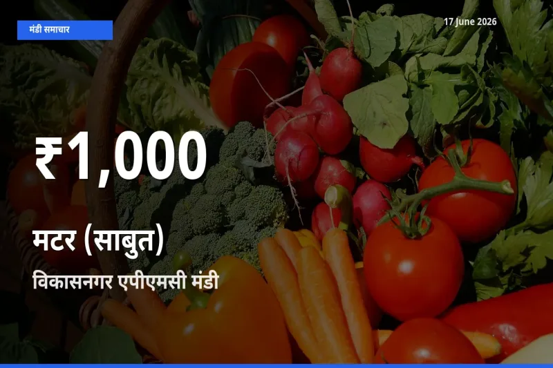 बाज़ार संकेत: मटर (साबुत) के भाव विकासनगर एपीएमसी में 30 दिन के निचले स्तर पर