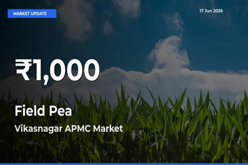 Sharp Fall! Field Pea Prices Drop to 30-Day Low in Vikasnagar APMC